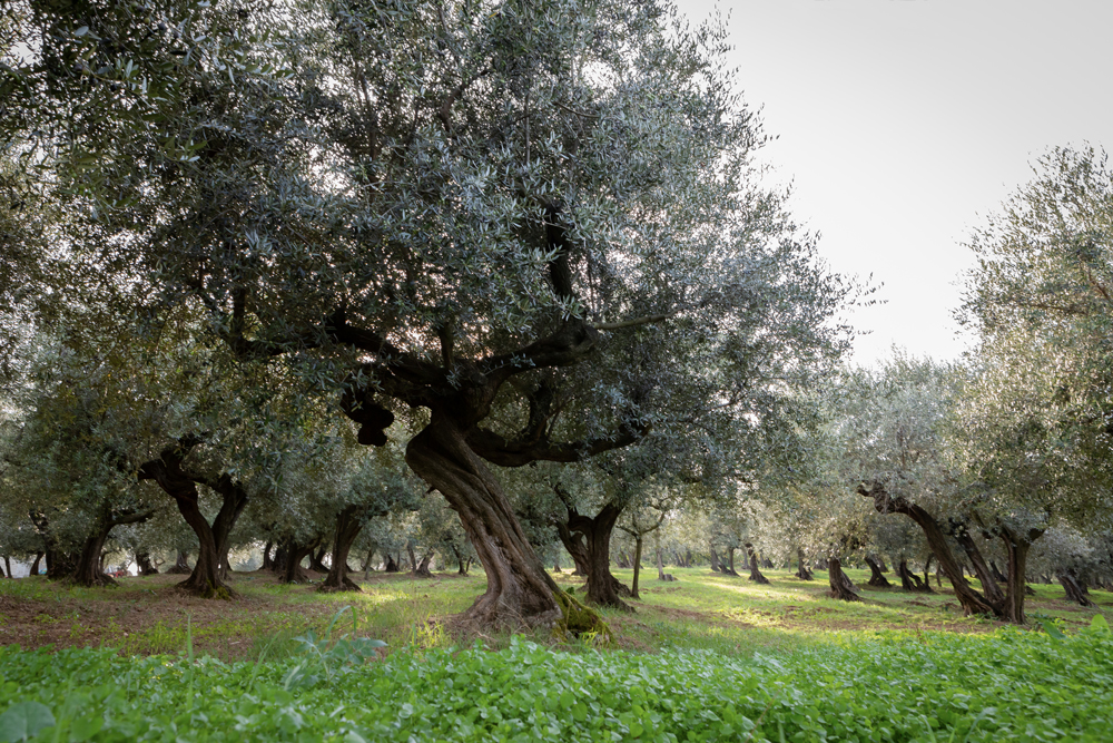 Produzione  Olio Fontedoro